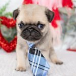 🐾 Meet Chief – AKC Registered Male Fawn Pug Puppy