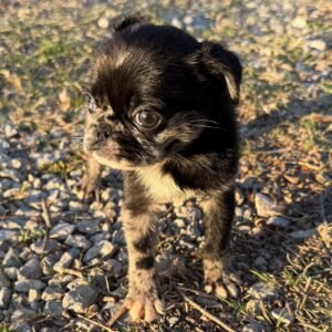 🐾 Meet Skye – NAPR Registered Female Merle Pug Puppy