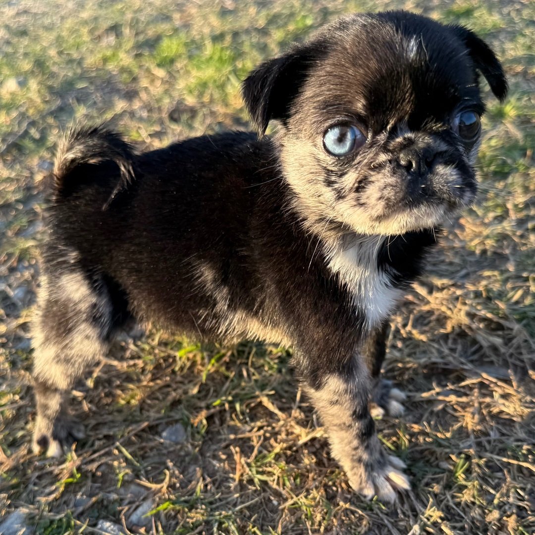 πΎ Meet Skye β NAPR Registered Female Merle Pug Puppy - Image 4
