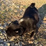 🐾 Meet Skye – NAPR Registered Female Merle Pug Puppy - Image 3