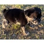 🐾 Meet Skye – NAPR Registered Female Merle Pug Puppy - Image 2