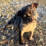 🐾 Meet Patches – NAPR Registered Male Merle Pug Puppy