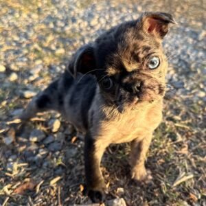 🐾 Meet Patches – NAPR Registered Male Merle Pug Puppy