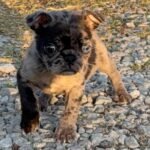 🐾 Meet Patches – NAPR Registered Male Merle Pug Puppy - Image 3