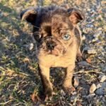 🐾 Meet Patches – NAPR Registered Male Merle Pug Puppy - Image 4