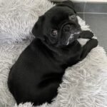 🐾 Meet Leo – AKC Registered Male Black Pug Puppy - Image 4
