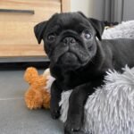 🐾 Meet Leo – AKC Registered Male Black Pug Puppy - Image 3