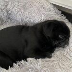 🐾 Meet Leo – AKC Registered Male Black Pug Puppy - Image 2