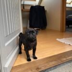 Male Pug Puppy for Adoption – Meet Maurice