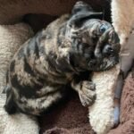 🐾 Meet Mitchy – AKC Registered Female Rare Merle Pug Puppy - Image 4