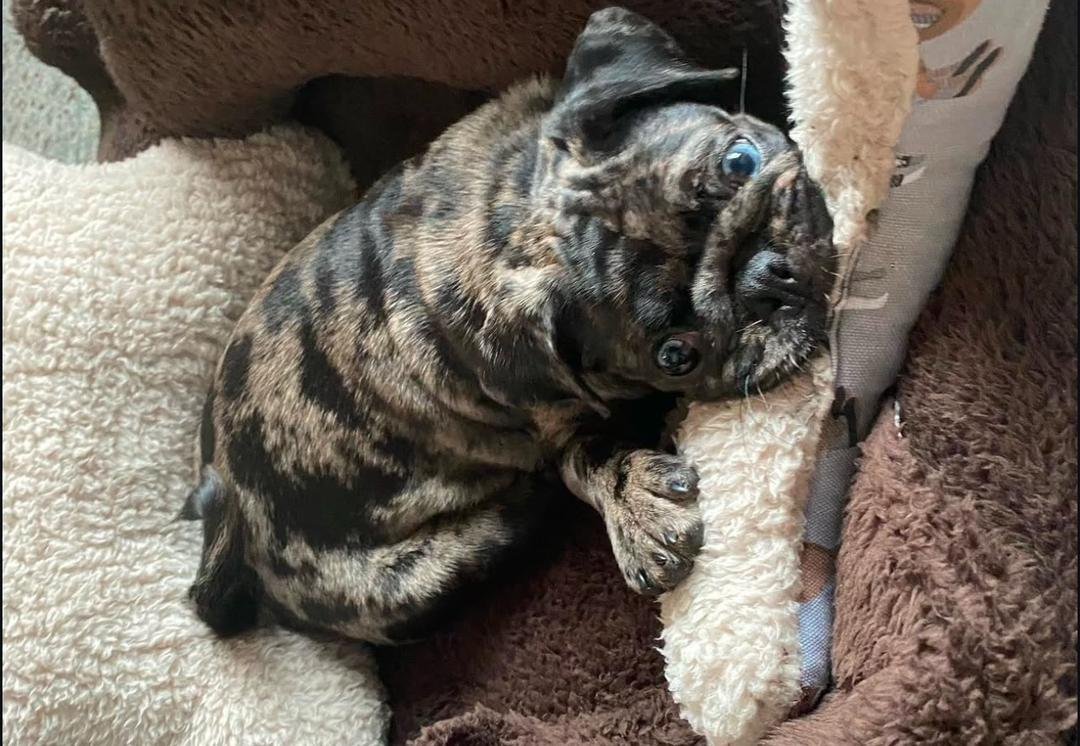 πΎ Meet Mitchy β AKC Registered Female Rare Merle Pug Puppy - Image 4