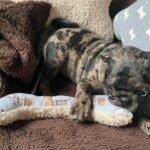 🐾 Meet Mitchy – AKC Registered Female Rare Merle Pug Puppy - Image 3