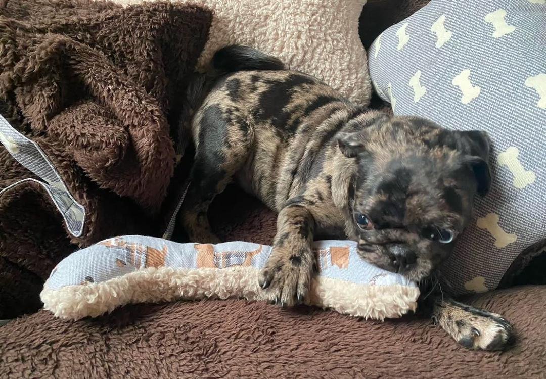 πΎ Meet Mitchy β AKC Registered Female Rare Merle Pug Puppy - Image 3