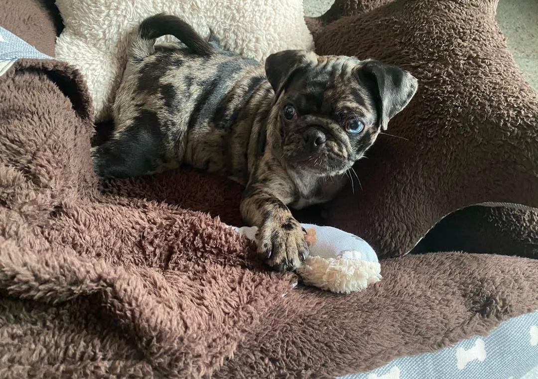 Female Pug Puppy for Adoption