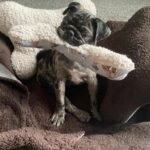 🐾 Meet Mitchy – AKC Registered Female Rare Merle Pug Puppy - Image 2