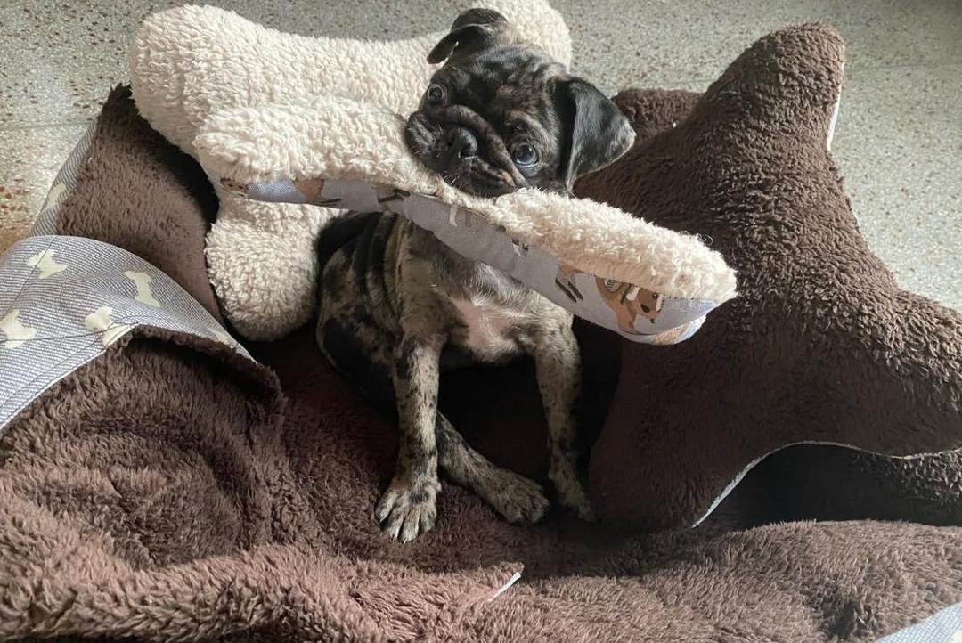 πΎ Meet Mitchy β AKC Registered Female Rare Merle Pug Puppy - Image 2