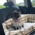Adorable Female Pug Puppy for Adoption – Meet Cindy Today
