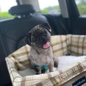 Adorable Female Pug Puppy for Adoption – Meet Cindy Today