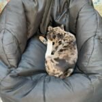 🐾 Meet Amira – AKC Registered Female Rare Merle Pug Puppy - Image 3