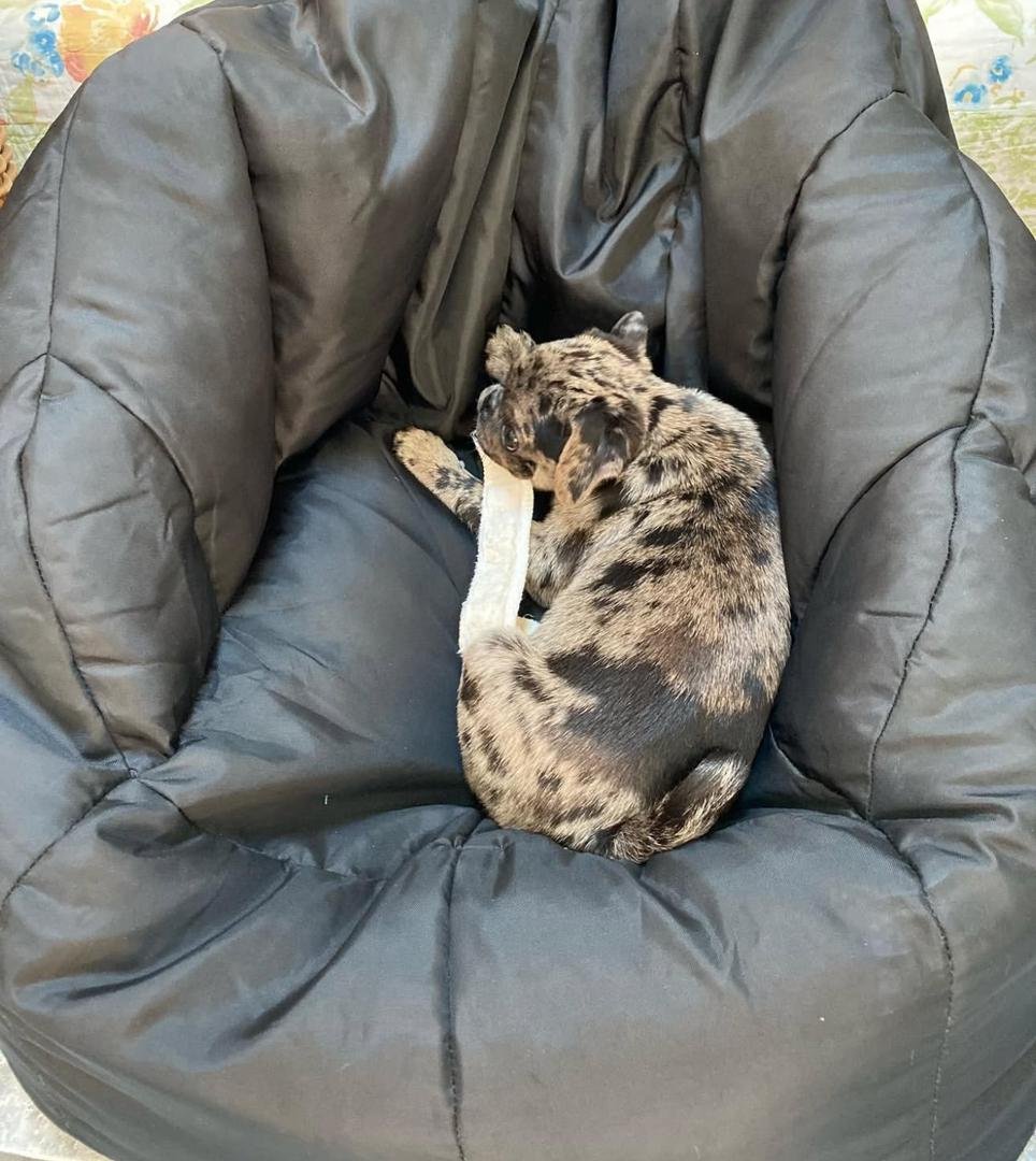 πΎ Meet Amira β AKC Registered Female Rare Merle Pug Puppy - Image 3