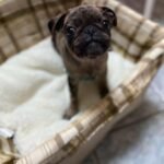 🐾 Meet Amira – AKC Registered Female Rare Merle Pug Puppy - Image 2
