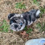 🐾 Meet Max – AKC Registered Male Rare Merle Pug Puppy