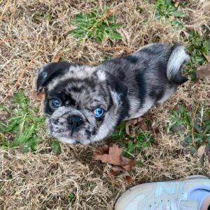 🐾 Meet Max – AKC Registered Male Rare Merle Pug Puppy
