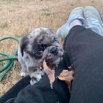 🐾 Meet Max – AKC Registered Male Rare Merle Pug Puppy - Image 3