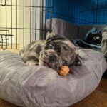 🐾 Meet Max – AKC Registered Male Rare Merle Pug Puppy - Image 2