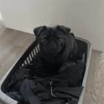 🐾 Meet Gray – AKC Registered Male Black Pug Puppy - Image 4