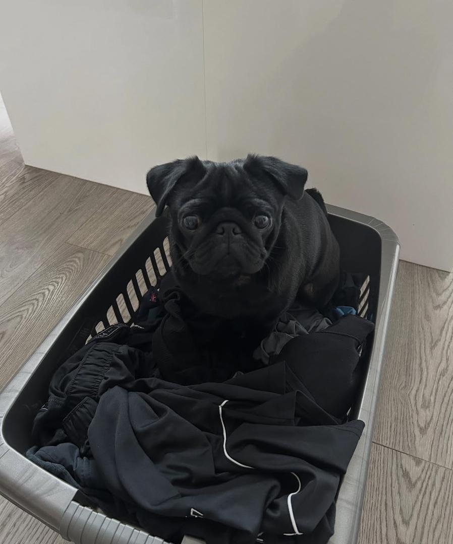 πΎ Meet Gray β AKC Registered Male Black Pug Puppy - Image 4