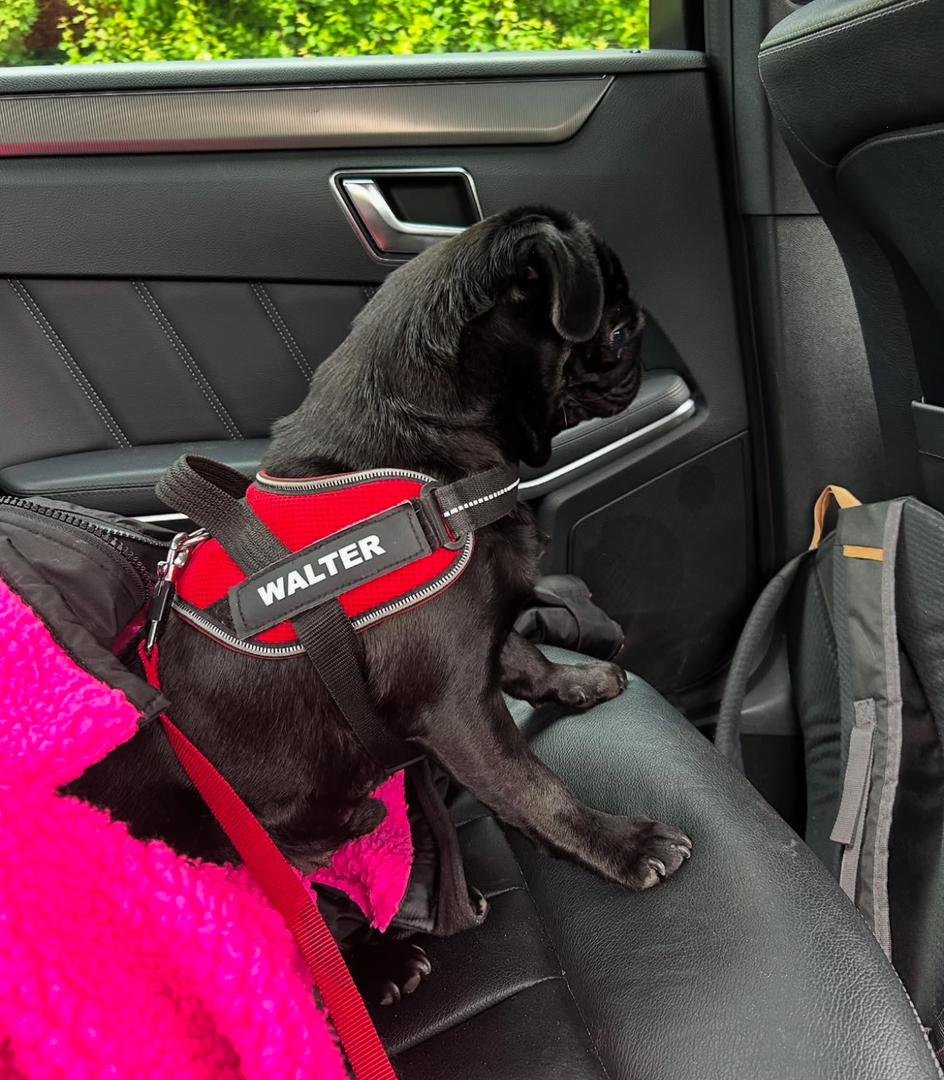 πΎ Meet Gray β AKC Registered Male Black Pug Puppy - Image 3