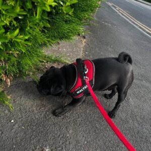 Adorable Male Pug Puppy for Adoption – Milo Awaits His Forever Home