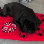 🐾 Meet Gray – AKC Registered Male Black Pug Puppy - Image 2