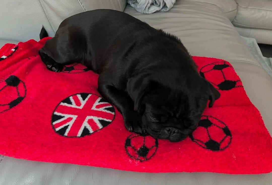 πΎ Meet Gray β AKC Registered Male Black Pug Puppy - Image 2