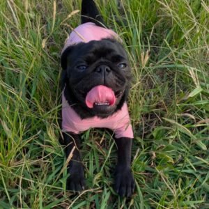 Cute Female Pug Puppy for Adoption