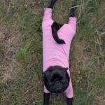 🐾 Meet Becky – AKC Registered Female Black Pug Puppy - Image 4