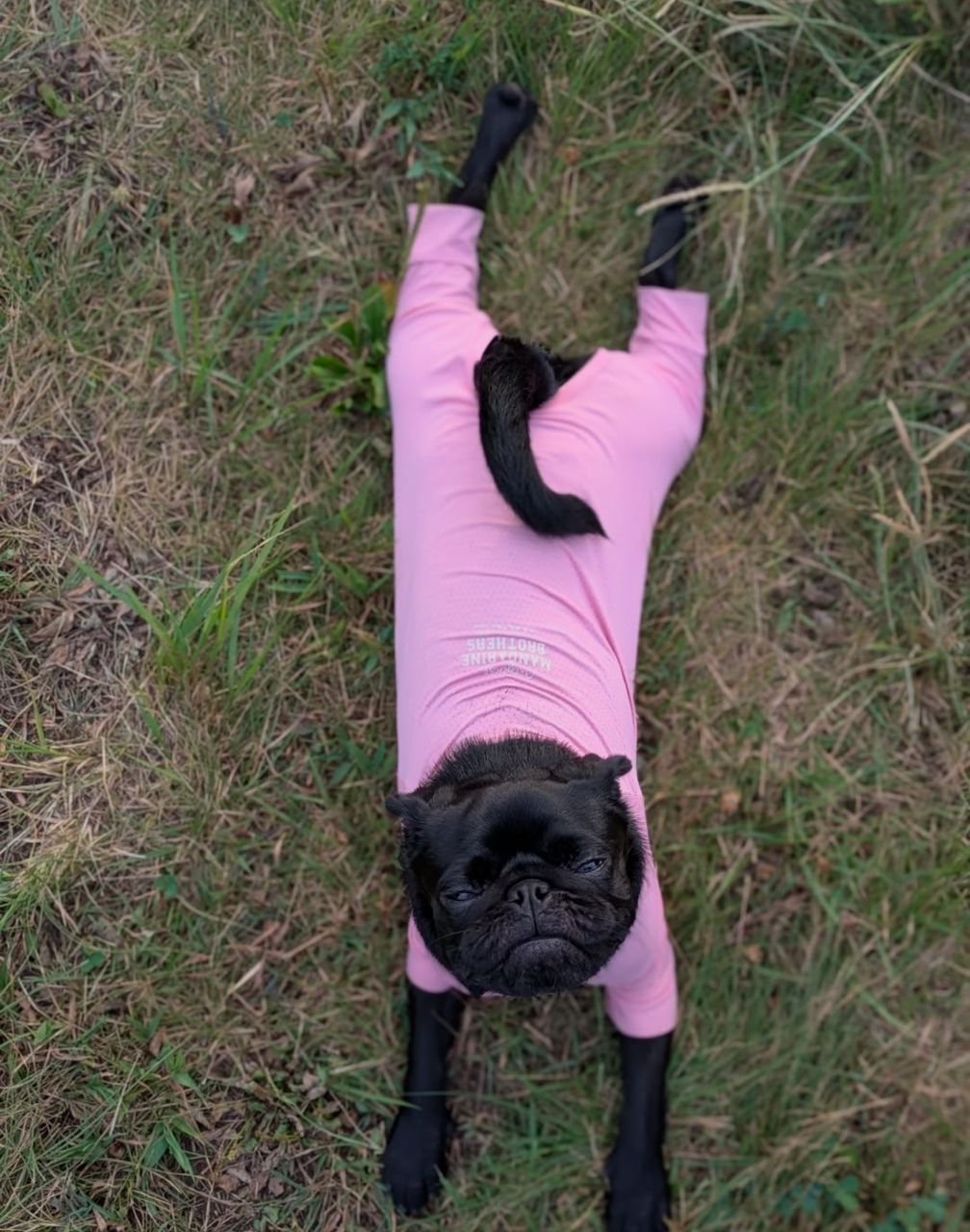 πΎ Meet Becky β AKC Registered Female Black Pug Puppy - Image 4