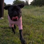 🐾 Meet Becky – AKC Registered Female Black Pug Puppy - Image 3