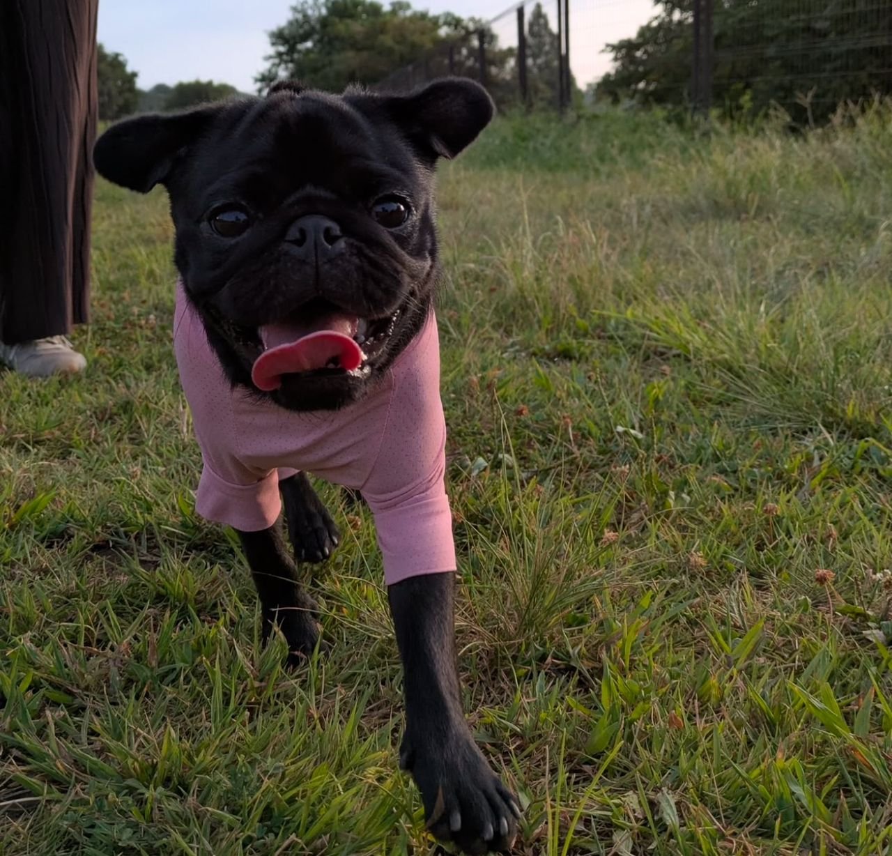 πΎ Meet Becky β AKC Registered Female Black Pug Puppy - Image 3