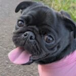 🐾 Meet Becky – AKC Registered Female Black Pug Puppy - Image 2