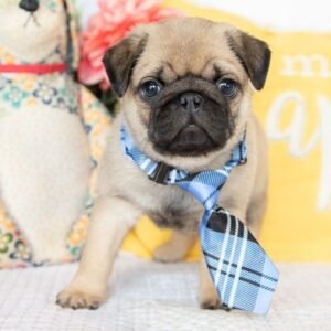 Male Pug Puppy for Adoption – Meet Denver