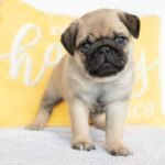 🐾 Meet Carlos – AKC Registered Male Pug Puppy - Image 4