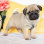 🐾 Meet Carlos – AKC Registered Male Pug Puppy - Image 3