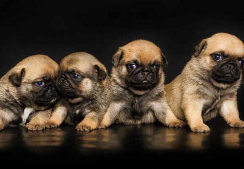 π Meet Your Perfect Pug: Why Adopt From AdoptPugPuppies.com