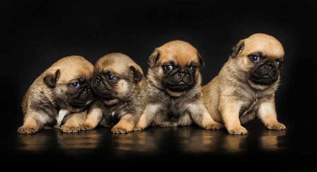 📌 Meet Your Perfect Pug: Why Adopt From AdoptPugPuppies.com