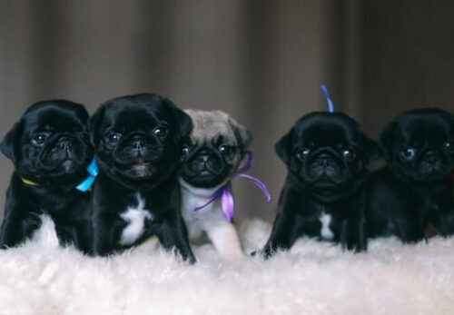 The Ultimate Guide to Adopting a Pug Puppy: What Every New Owner Should Know