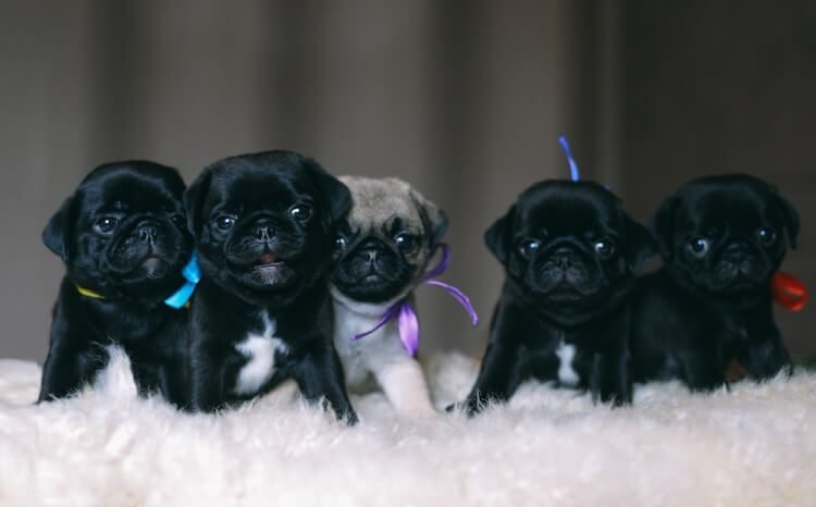 The Ultimate Guide to Adopting a Pug Puppy: What Every New Owner Should Know