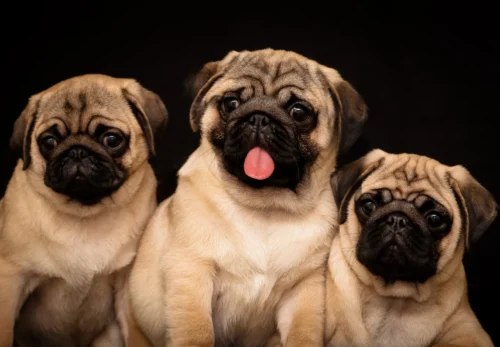 Pug Puppy Health — What Every New Owner Should Know