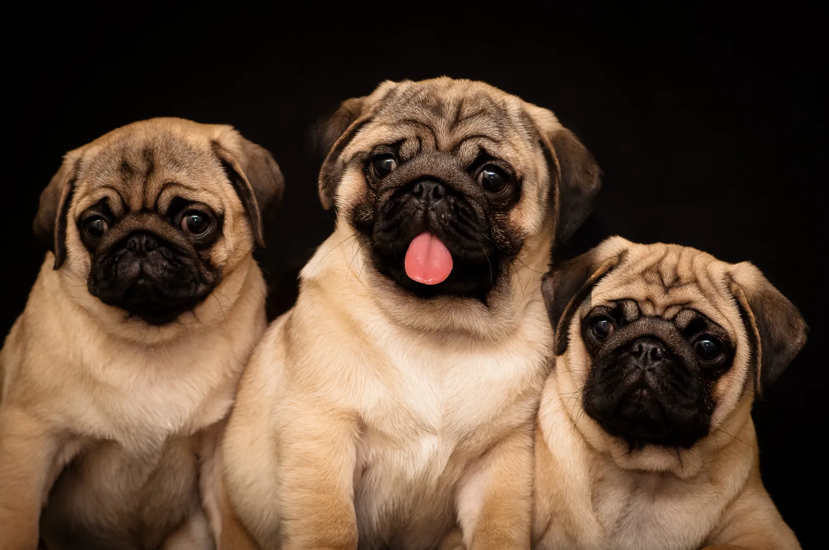 Pug Puppy Health — What Every New Owner Should Know